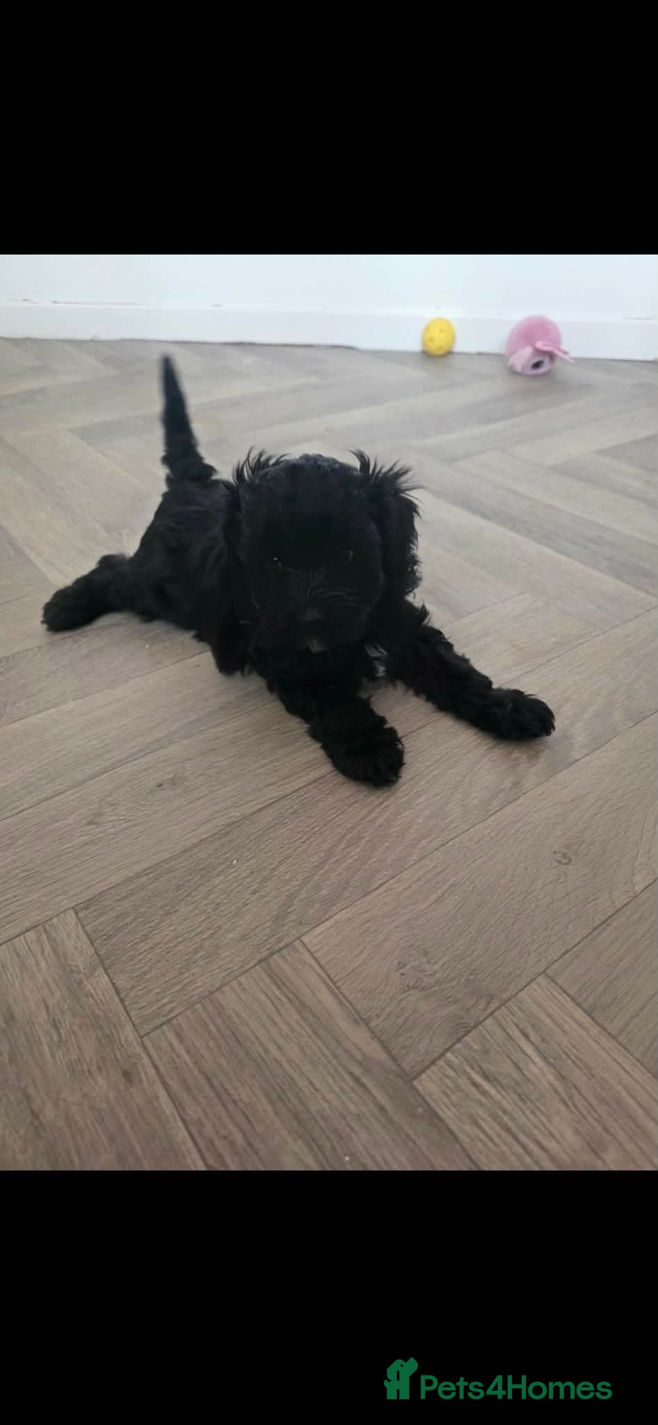 Maltipoo dogs ONE GIRL REMAINING 🩷 - Advert 1