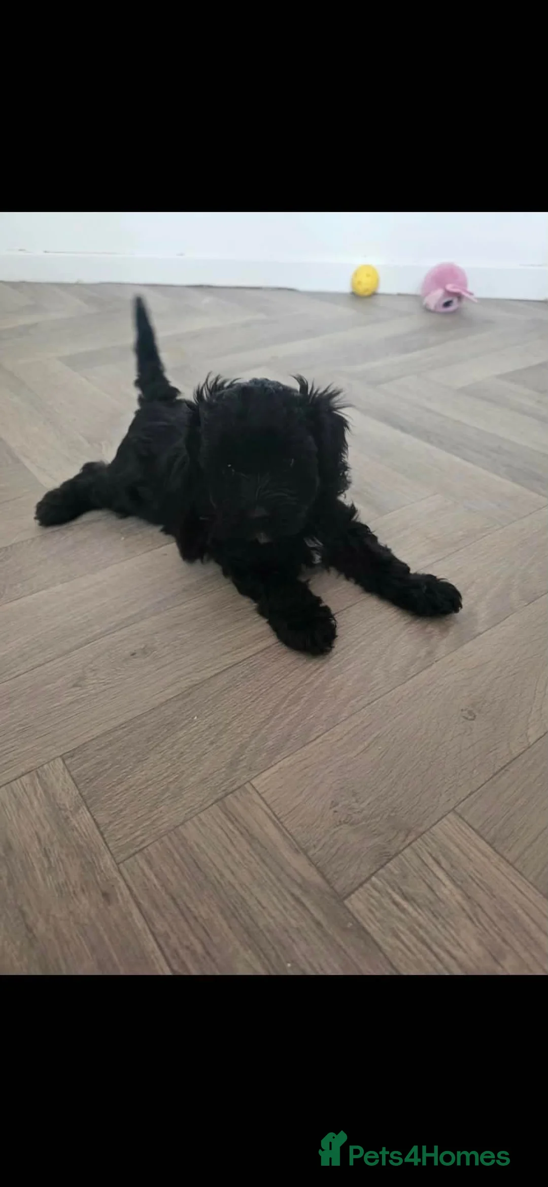 Maltipoo dogs for sale: ONE GIRL REMAINING 🩷 - Advert 1