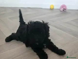 Maltipoo dogs ONE GIRL REMAINING 🩷 - Advert 1