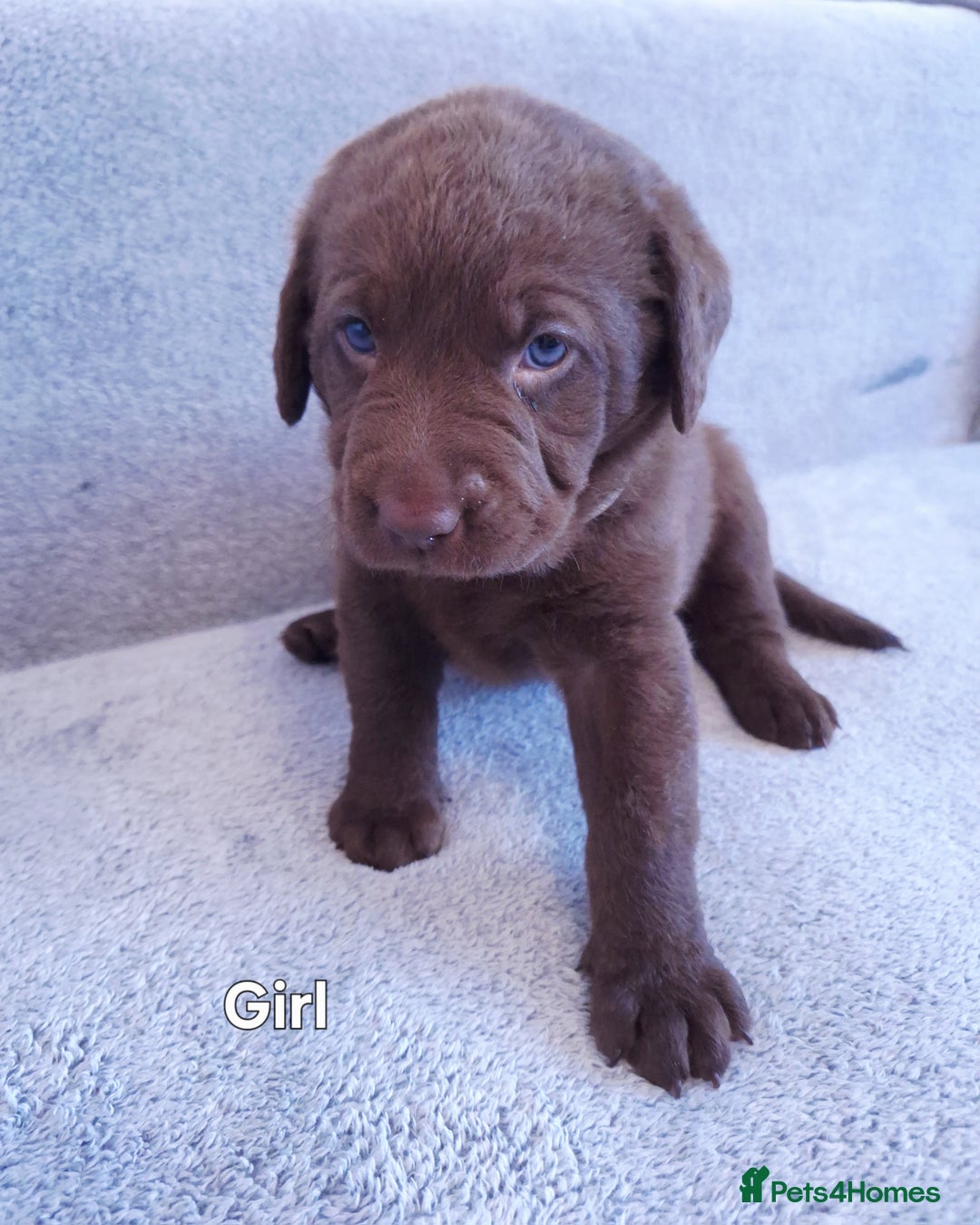 Labrador Retriever dogs for sale: Chunky, healthy Chocolate and Silver puppies!!! - Advert 8