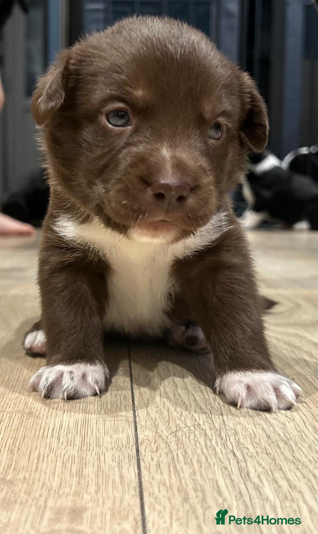 Mixed Breed dogs for sale: Spaniel/siberian Huskey puppies  - Image 1