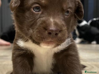 Mixed Breed dogs - Advert 10