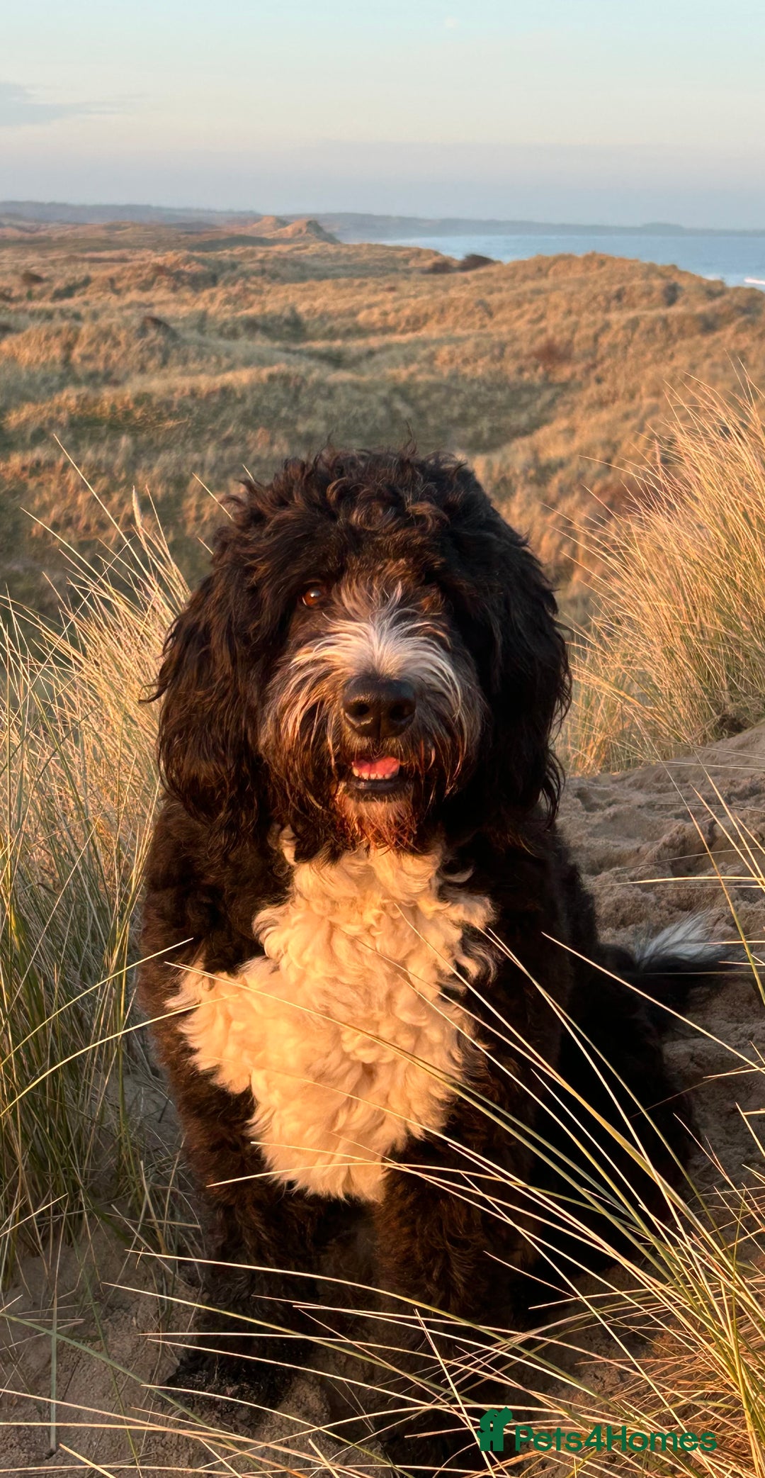 Bernedoodle dogs for sale: Expecting Litter End Feb 2026 - Newcastle  - Advert 4