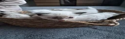 Ragdoll cats for sale: Purebred Ragdoll Kittens, Vaccinated  & Microchipp in Bradford - Advert 5