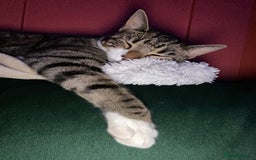 Domestic Shorthair cats for sale: Male cat - Image 7