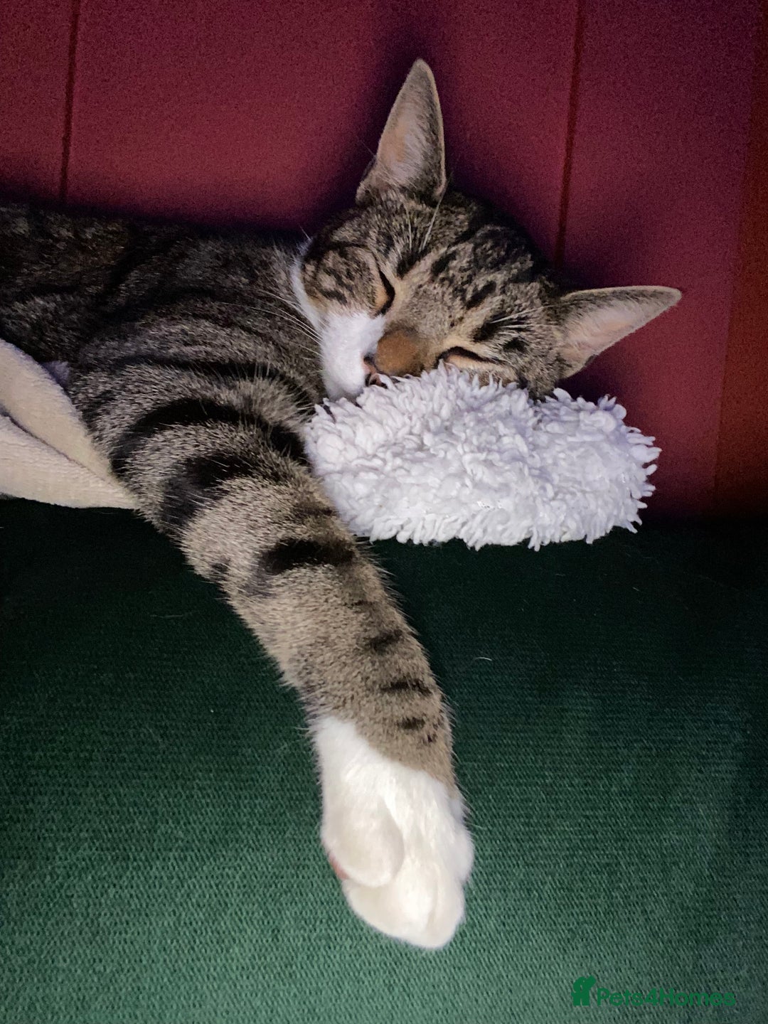 Domestic Shorthair cats for sale: Male cat - Image 7