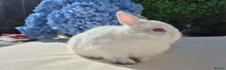 Netherland Dwarf rabbits for sale: Tiny netherland dwarfs - Advert 6
