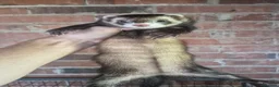 Ferret rodents for sale: Ferrets European polecat hob and polecat jill  - Advert 11