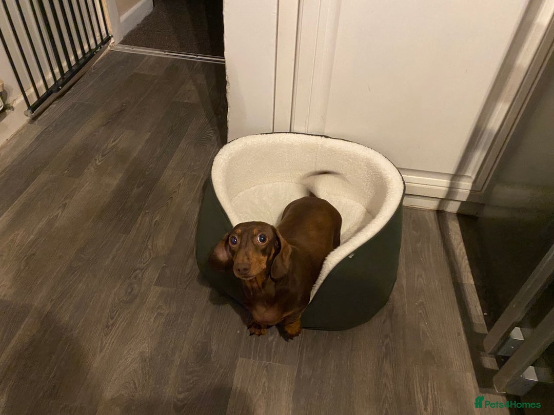 Miniature Dachshund dogs for sale: Beautiful Dachshund  - Image 3