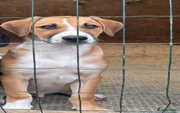 Mixed Breed dogs for sale: Lurcher, Collie X - Image 2