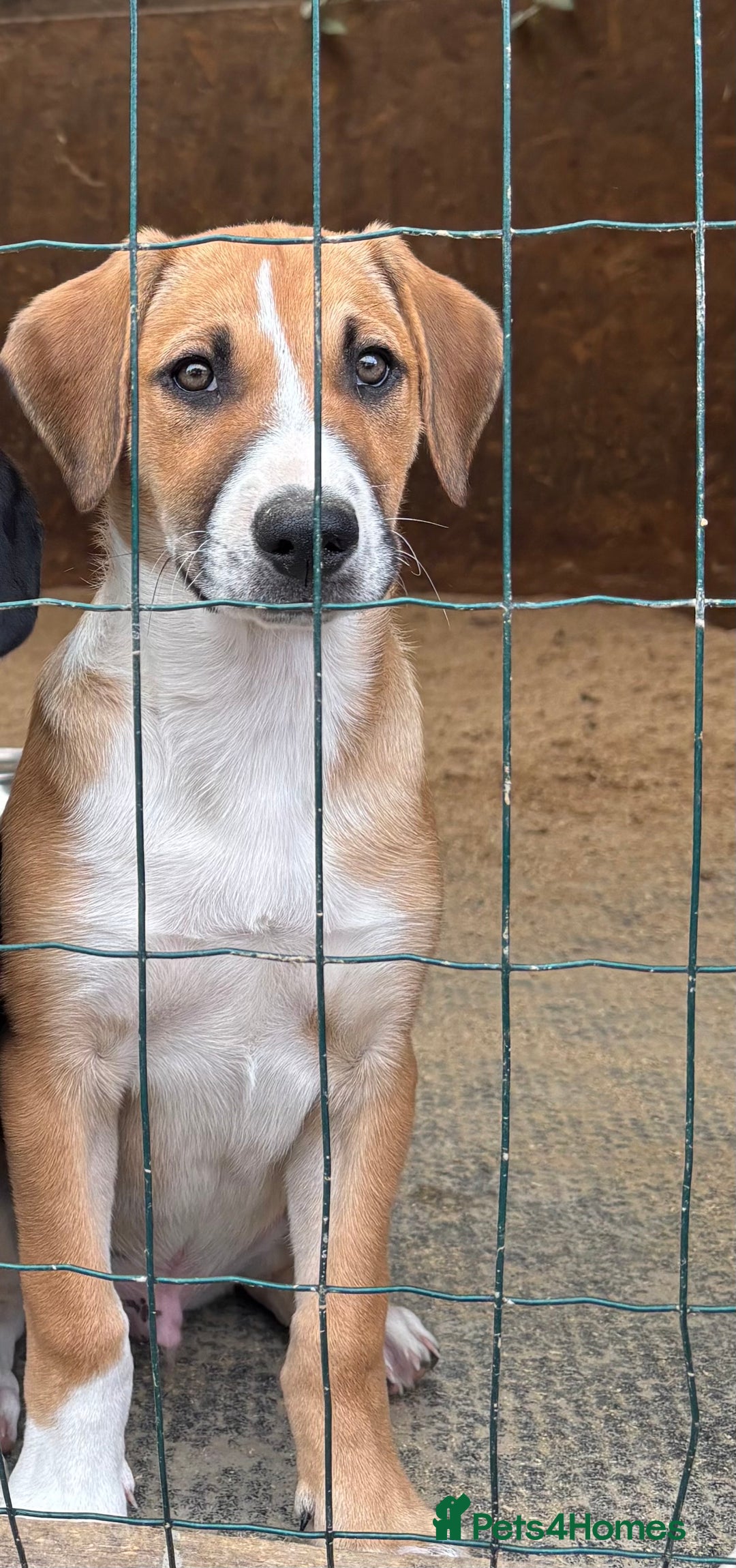 Mixed Breed dogs for sale: Lurcher, Collie X - Image 2