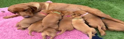 Labrador Retriever dogs for sale: Gorgeous dark Fox Red Pedigree Labs - Advert 8