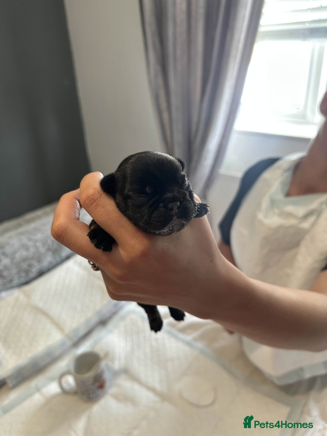 French Bulldog dogs for sale: french bulldog puppys (1 stunning boy left) - Advert 24