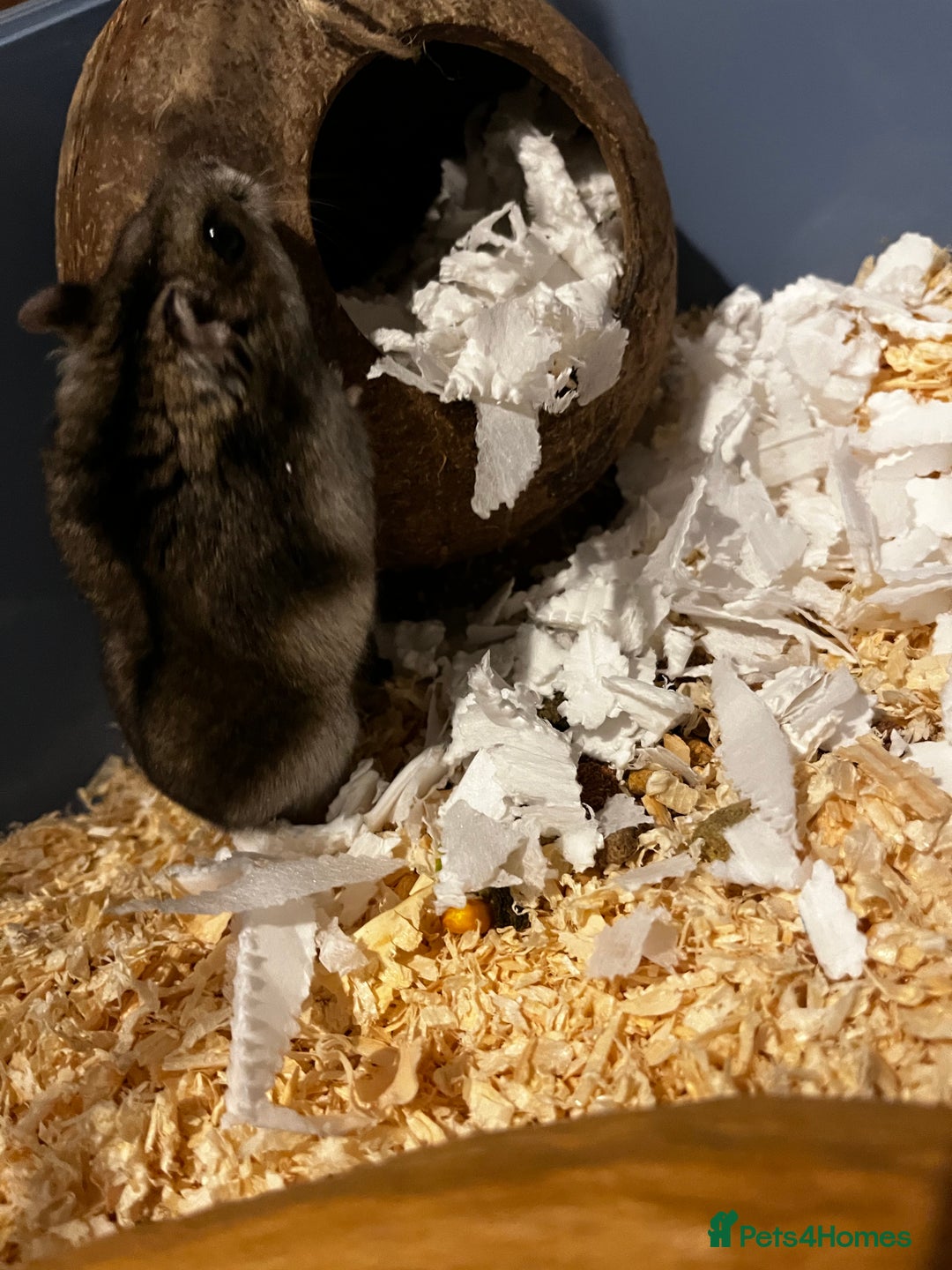 Hamster rodents for sale: Hamster  - Advert 2