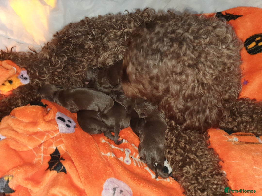 Cockapoo dogs for sale: Mother and father are both certified service dogs. - Image 5