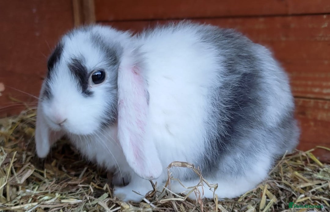 Mini Lop rabbits for sale: Gorgeous Mini Lop X French Bunnies Ready to Go! - Image 13
