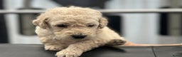Goldendoodle dogs for sale: F1B STANDARD GOLDENDOODLE - Advert 11