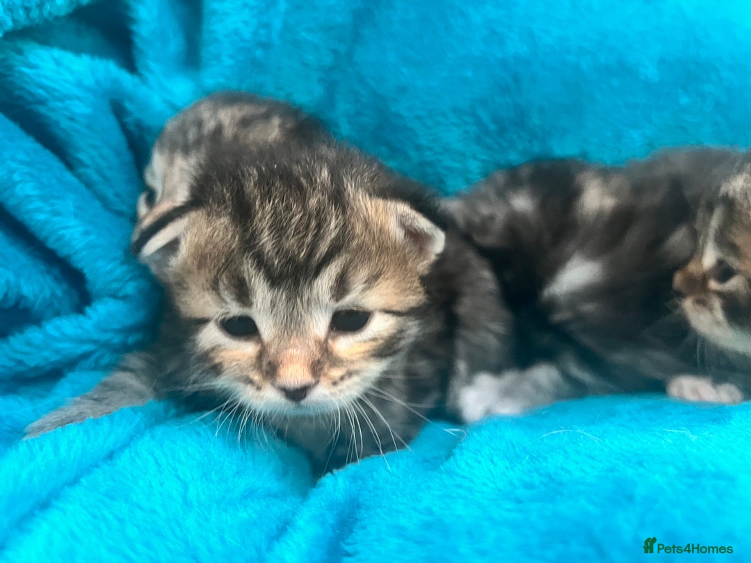 Siberian cats for sale: 🩶🩵Traditional Siberian Babies🩵🩶 - Advert 10