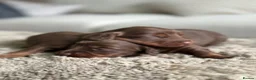 Miniature Dachshund dogs for sale: True beautiful miniature longhair dachshund  - Advert 7