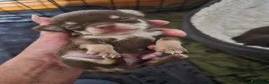Chihuahua 2