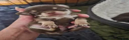 Chihuahua dogs for sale: Chihuahua pups - Advert 5