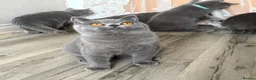 British Shorthair cats for sale: Older BSH kittens looking for their forever home🐾 - Advert 31