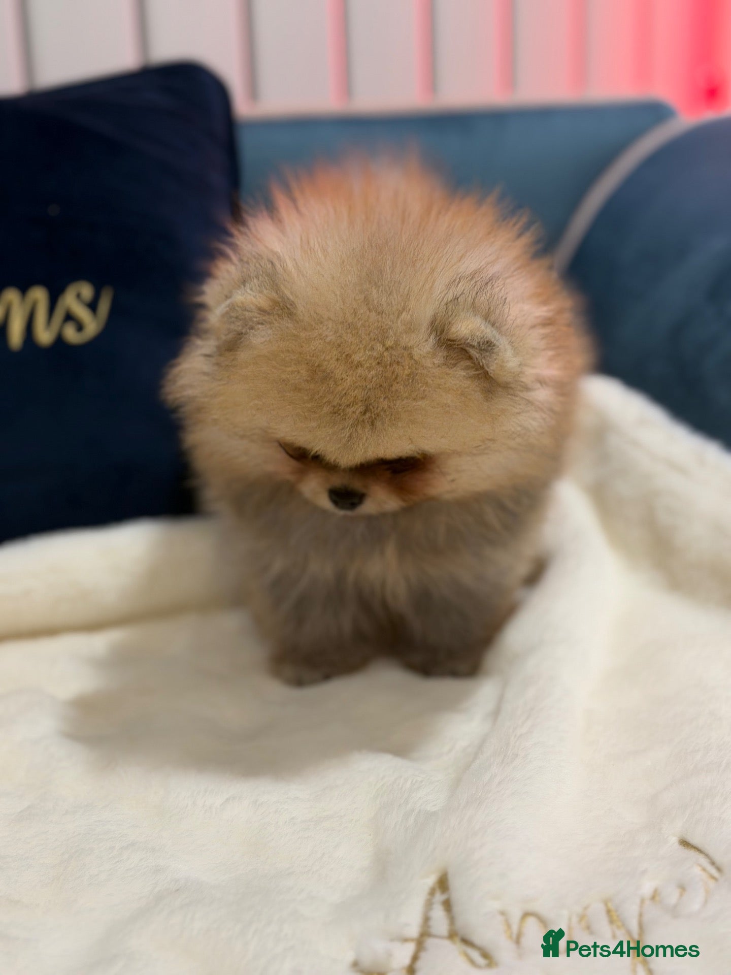 Pomeranian dogs for sale: Micro size teddy  face  - Advert 2