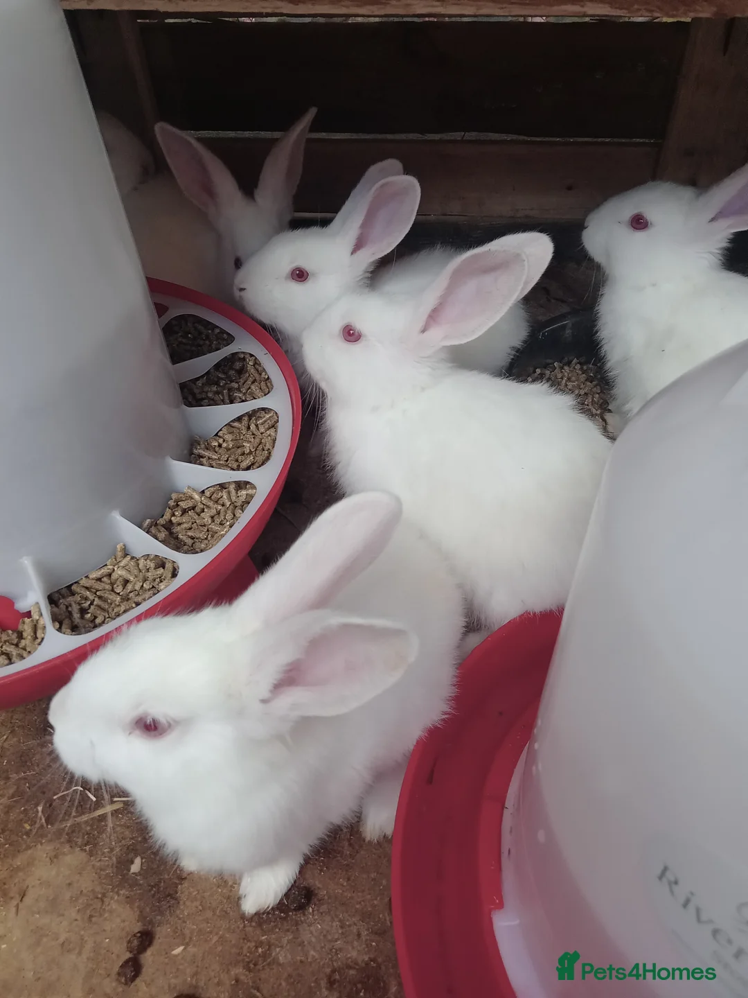 New Zealand rabbits for sale: NZW Rabbits Available Soon in Airdrie - Advert 5