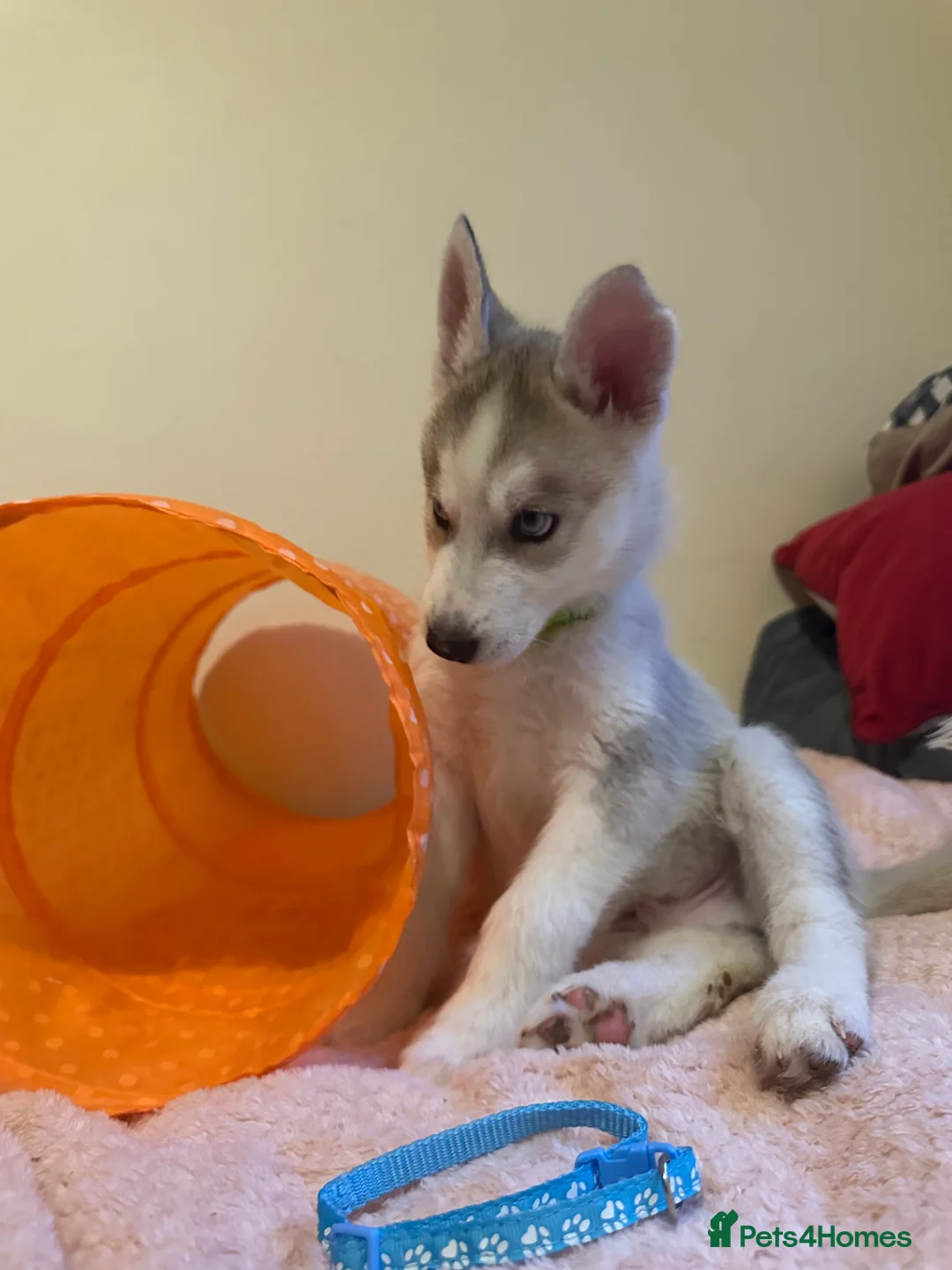 Siberian Husky dogs for sale: ✨ Siberian Huskies puppies ✨ - Advert 27