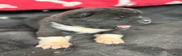 Akita dogs for sale: Quality KC registered American Akita Puppies - Advert 9