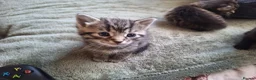 Mixed Breed cats for sale: Maine coon mix boy kitten 😻 - Advert 3