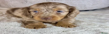 Miniature Dachshund Puppy 2