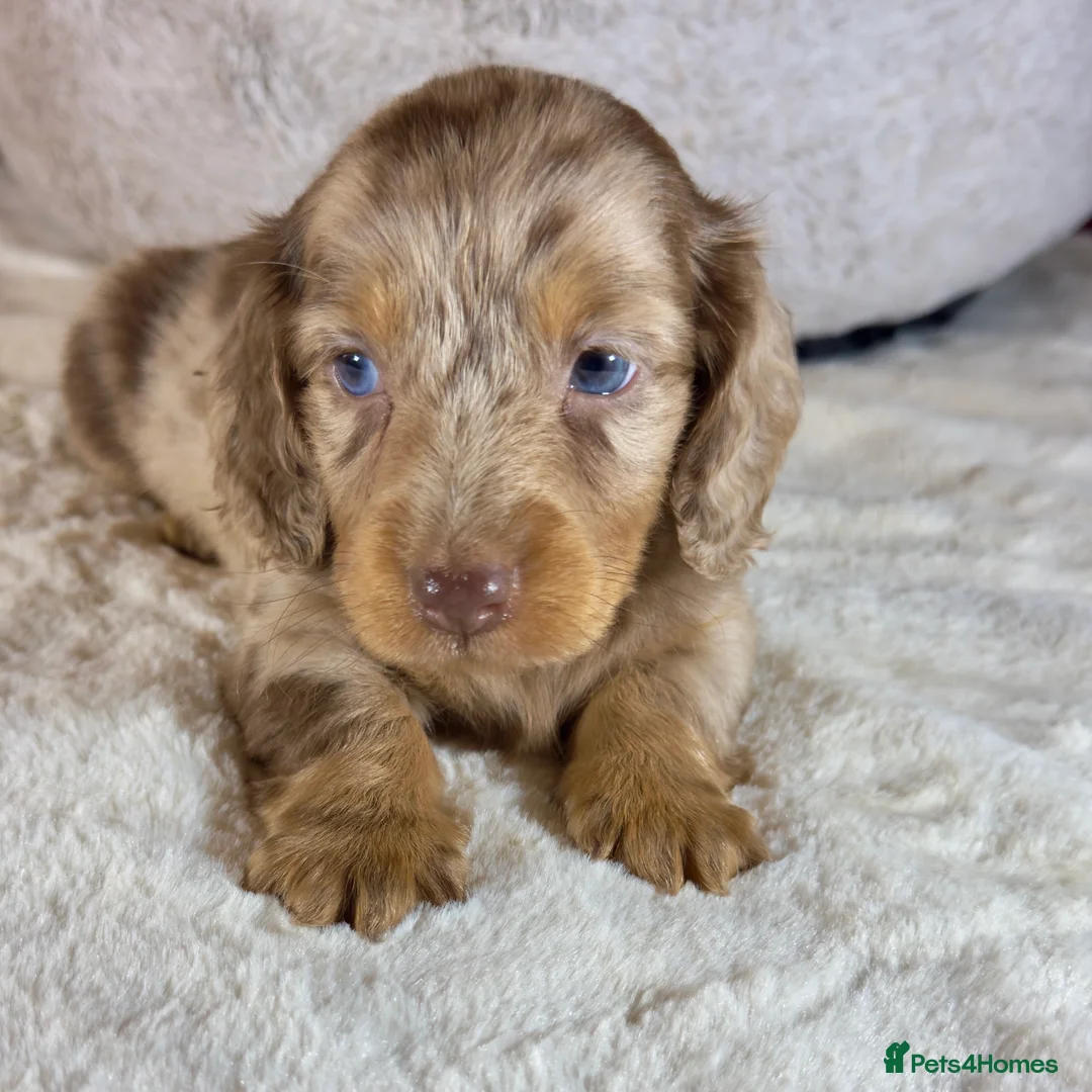 Miniature Dachshund dogs for sale: Long Hair Dachshund miniature Dapple - Advert 7