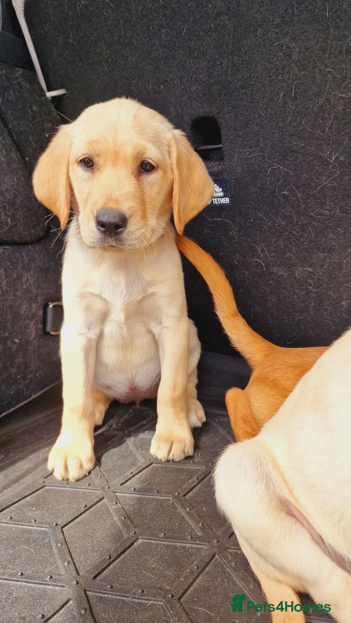 Labrador Retriever dogs READY NOW!!! KC registered Labrador Retriever  - Advert 2
