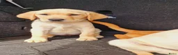 Labrador Retriever dogs for sale: READY NOW!!! KC registered Labrador Retriever  - Advert 7