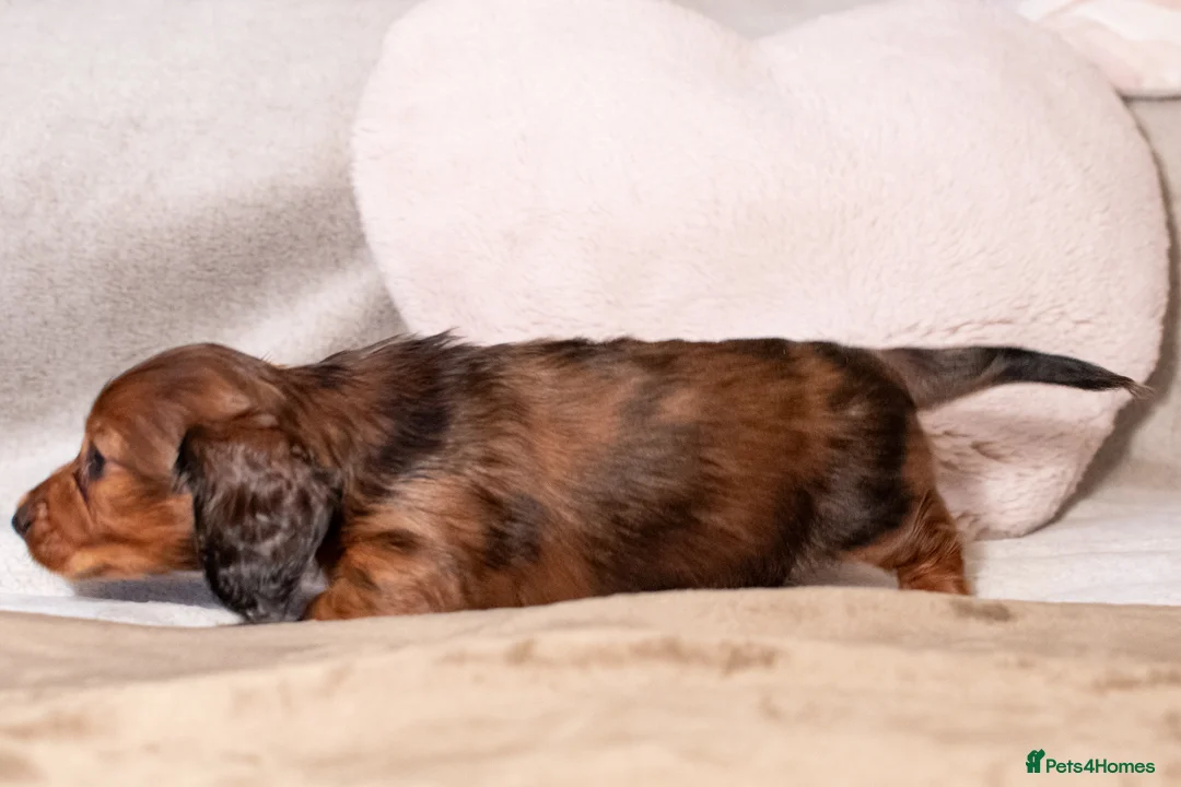 Miniature Dachshund dogs for sale:  Miniature Long-Haired Dachshund Puppies–Red Merle - Advert 27
