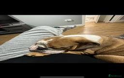English Bulldog dogs for sale: English bulldog - Image 3