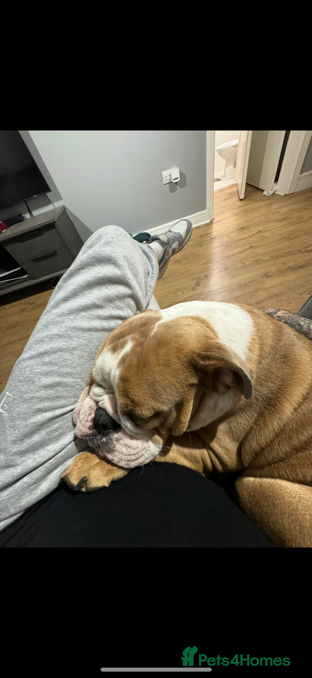English Bulldog dogs for sale: English bulldog - Image 3