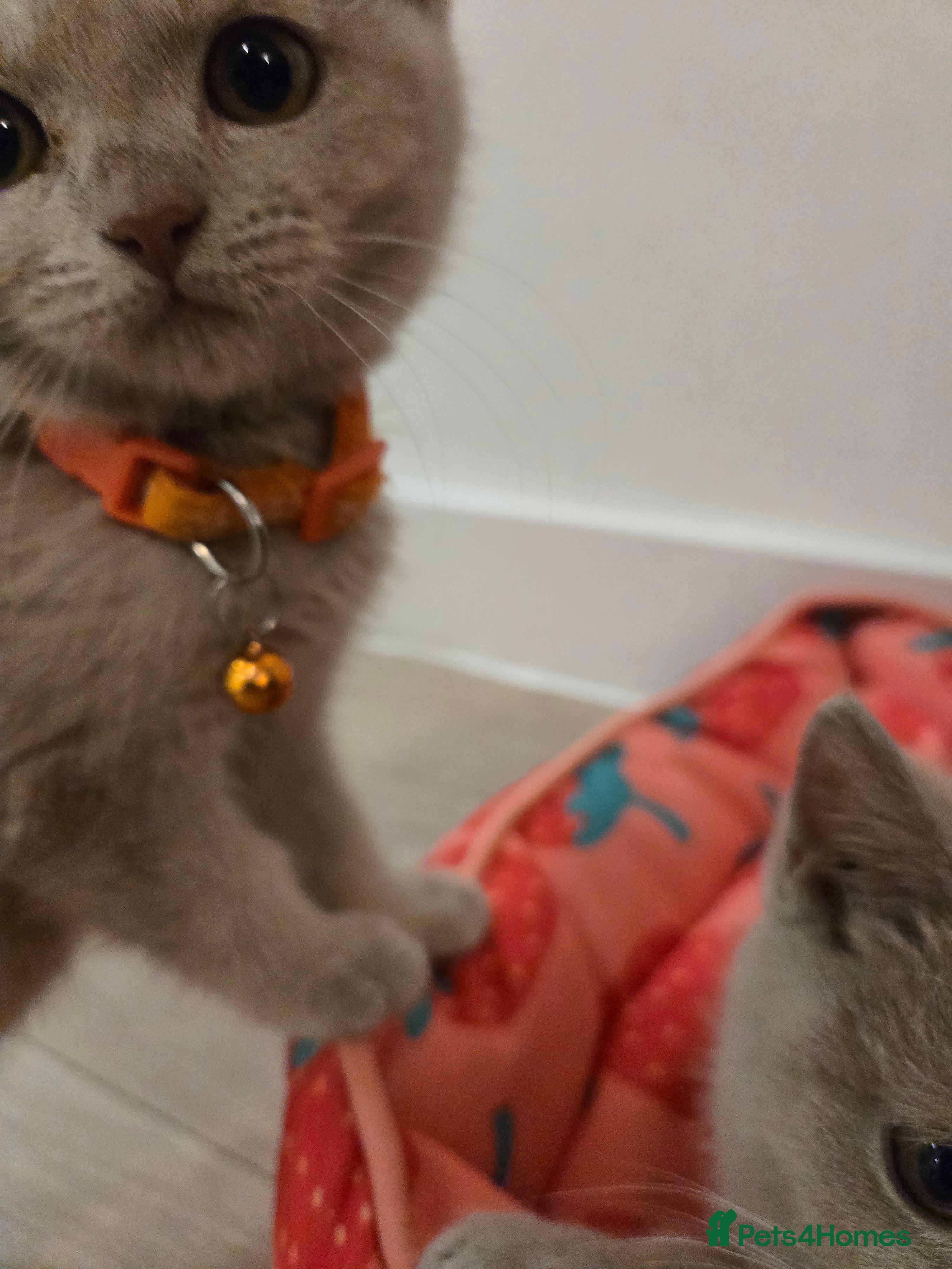 British Shorthair cats RARE! British Shorthair Kittens Cinnamon & Fawn - Advert 2