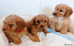 Cockapoo dogs for sale: Adorable F1B red cockapoo puppies  - Image 4