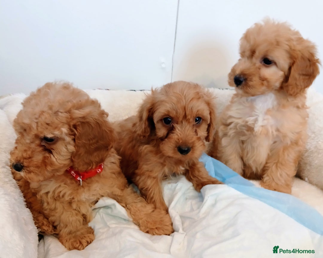 Cockapoo dogs for sale: Adorable F1B red cockapoo puppies  - Image 4