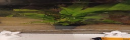Axolotl reptiles for sale: Axolotl eggs - Advert 3