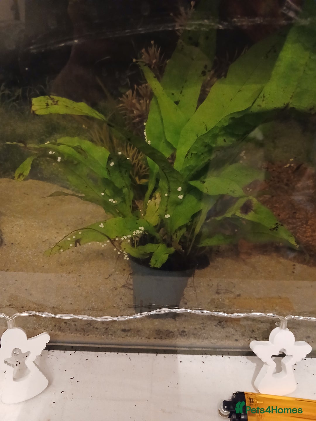 Axolotl reptiles for sale: Axolotl eggs - Advert 3