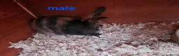 Mixed Breed rabbits for sale: Male babby rabbits left from litter  - Advert 26