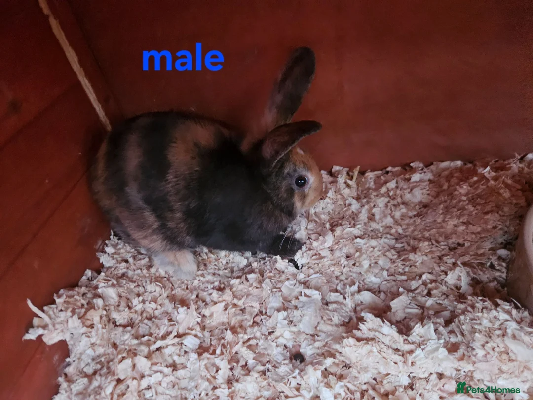 Mixed Breed rabbits for sale: Male babby rabbits left from litter  - Advert 26