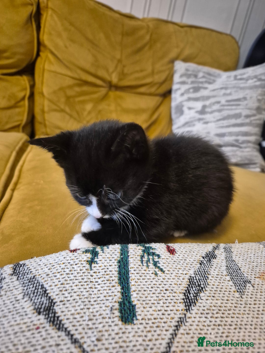 British Shorthair cats for sale: Beautiful little kittens for sale - Advert 7