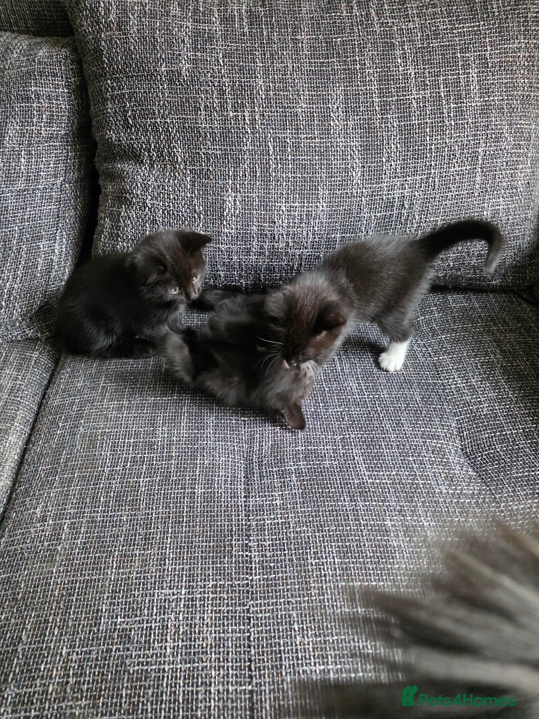 British Shorthair cats for sale: British Shorthair x Siberian Kittens  - Advert 9