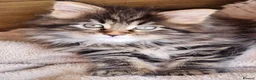 Maine Coon cats for sale: Maine Coons Ready Now!! 4 male 1 female  - Advert 27