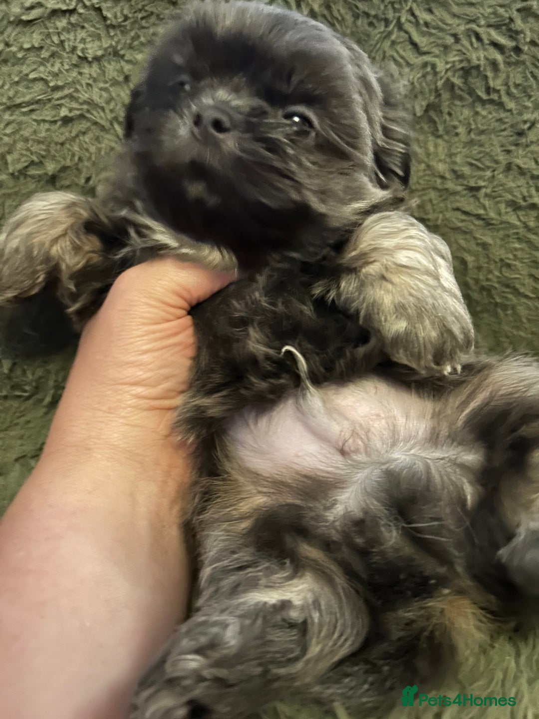 Shih Tzu dogs for sale: A lovely litter of Shih Tzu pups - Image 12