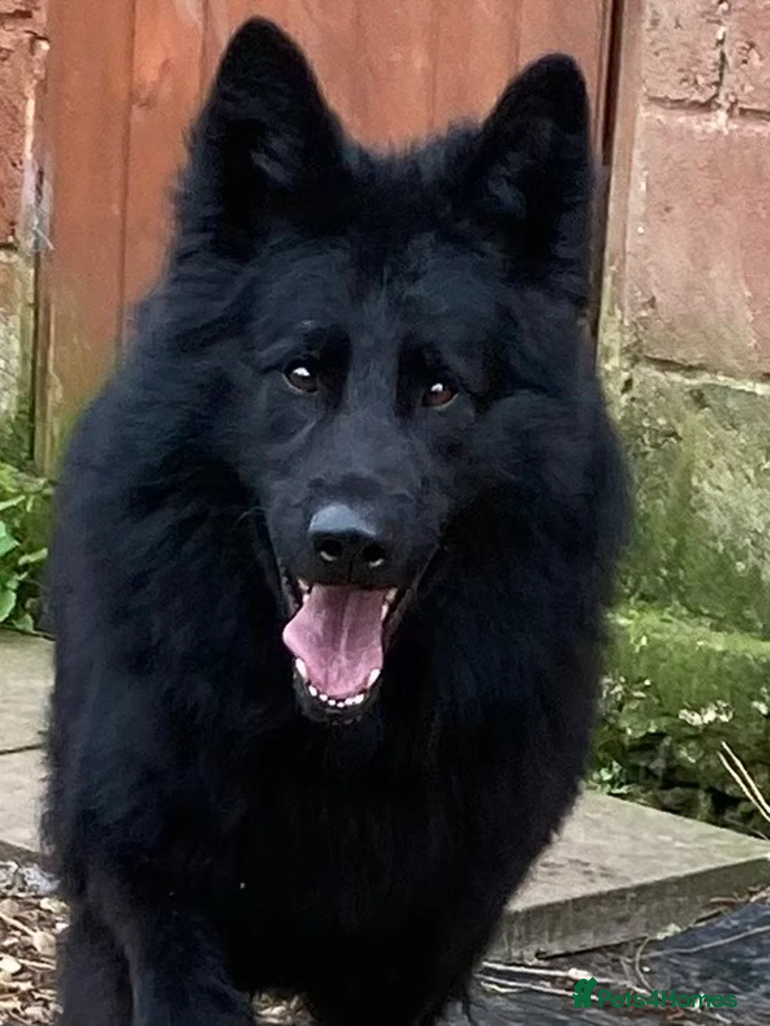 German Shepherd dogs for stud: Frankie Available Stud Fully Health Tested Clear in Wisbech - Advert 4